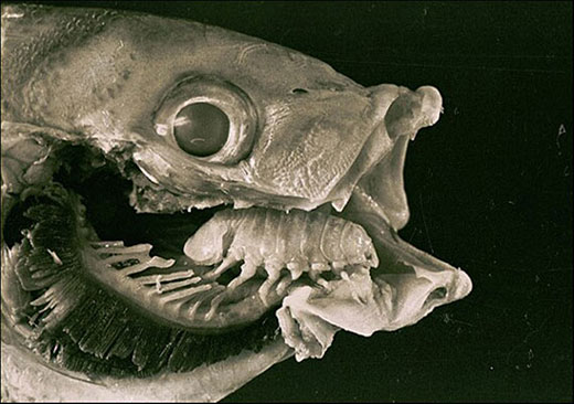 Cymothoa exigua from Smithsonian.com