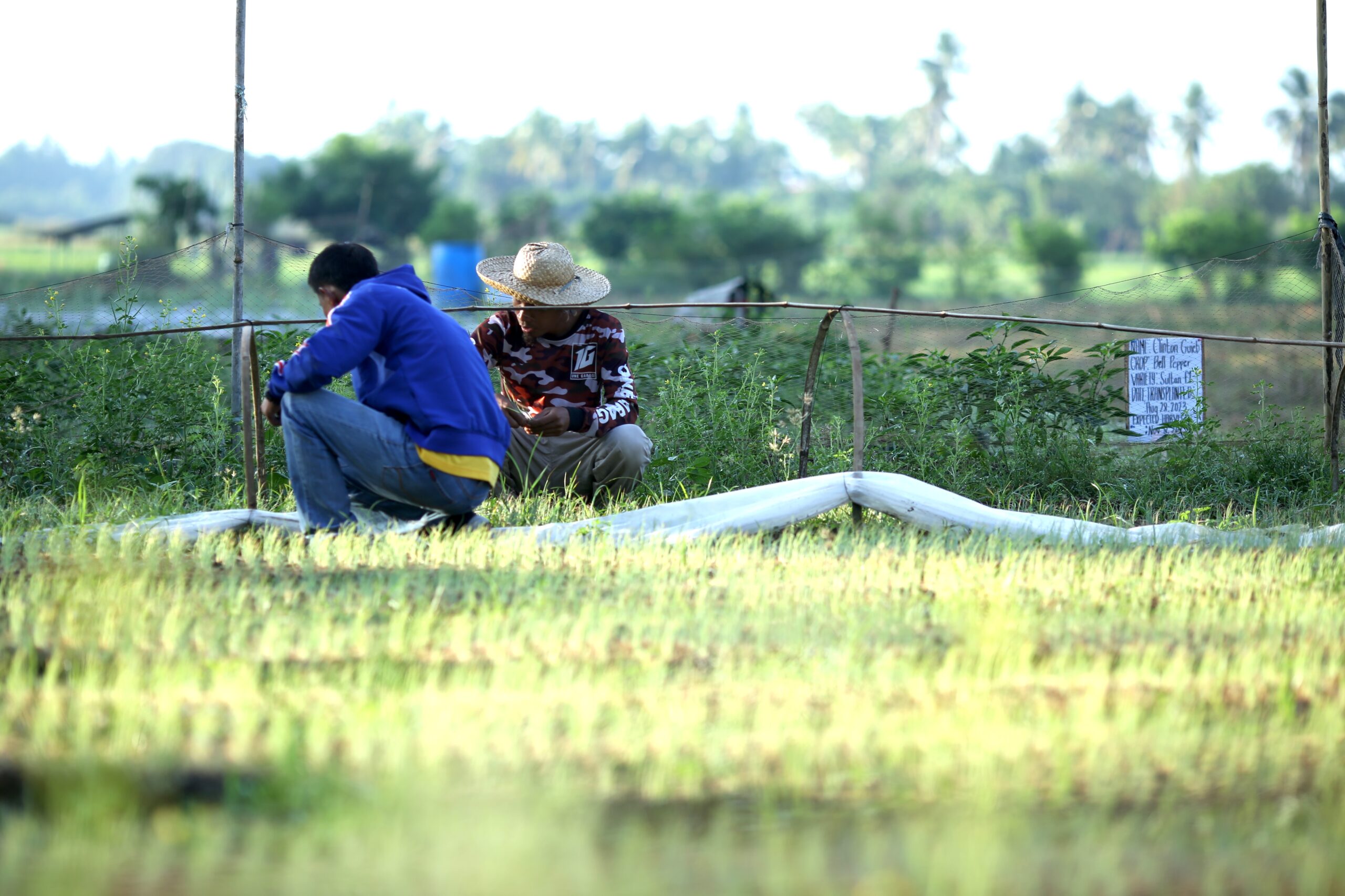 Sacred Heart Savings Cooperative’s Consultancy and Marketing Specialist, Mario Collado (in blue) tending the land on Clinton Guieb’s farm in Sta. Cruz, Galimuyod, Ilocos Sur. Through FEP, JGF provides production training and capacity-building to help farmers improve their daily operations. 